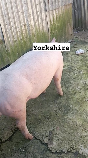 location , digos davao del sur. For pick up only , pwede meet up to toril. #agribussiness | MJJ Farm