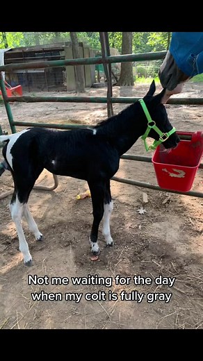 Gray Colt Transformation: From Foal to Adult