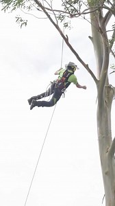 The Inspiration Tree team never fail to have fun at work. We also spy a sneak peak of the upcoming DEPLOY trauma kit there. 😎🤫 #reecoildotcom #arblife #treecare #arborist | Reecoil
