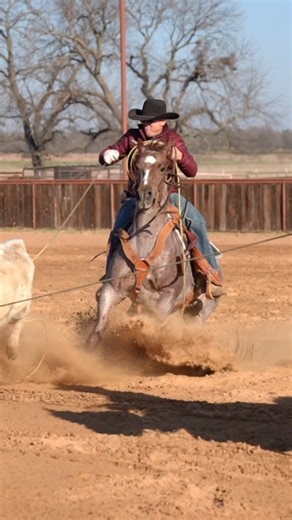 When they are by Stevie Rey Von, they are 𝗲𝗹𝗶𝗴𝗶𝗯𝗹𝗲 𝗳𝗼𝗿 𝗲𝘃𝗲𝗿𝘆𝘁𝗵𝗶𝗻𝗴 — Riata, Gold Buckle, Royal Crown. Sky is the limit with Scout. 𝗔𝗩𝗔𝗜𝗟𝗔𝗕𝗟𝗘 Call Slick — 344-507-1386 | Slick Robison Rope Horses