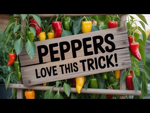 DIY Pepper Plant Trellises: Support & Growth