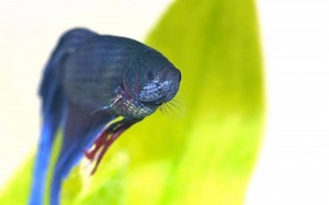 Betta Fish Poop 21 Things You Should Know | Betta Fish Diseases