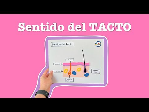 How to make the Sense of Touch model - TAP ZONE Mx