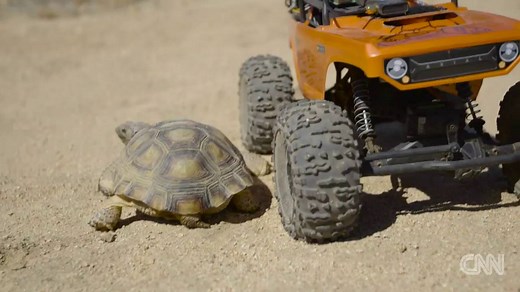 This new game lets you chase off predators of the endangered desert tortoise. You could actually help save them from extinction http://cnn.it/2bVHhU5 | CNN