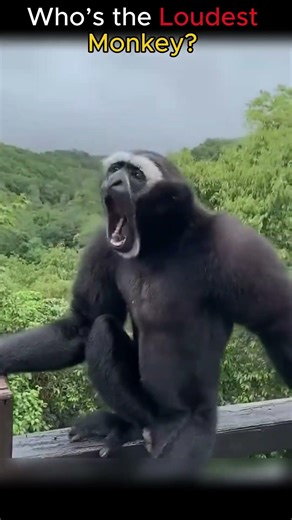 Who’s the Loudest Monkey? 🐒🔊 (You Won’t Believe #1)