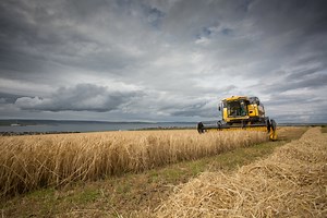 Orkney's Viking grain is back in demand | Orkney.com