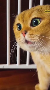 funny crazy cats #catsoftiktok #cats #funnycats #crazycat | ZoomieFun