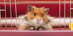A gene-editing experiment on hamsters ended up turning them into ‘aggressive' mutants