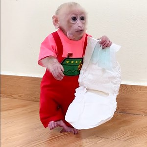 Baby monkey Annie wants her dad to change her diaper #cutis #babymonkeycutis #Bibimonkey #bibi #kaka #babylala | Smart Animal