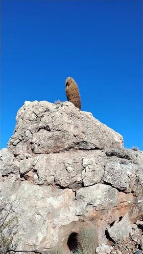 I Found a Cactus Growing on Solid Rock… How?🌵🤔