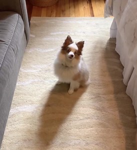 Even if you secretly imagine your dog fetching you cold beverages from the fridge on day one, there are some relationship fundamentals to focus on first when training a new puppy. But when should you start? And what should they be learning? For a full Puppy Training 101, from crate and potty training to socializing, check our newest Digest article here: https://bit.ly/3fOOgLR | The Farmer's Dog