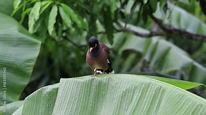 Bird hill mynah sits on a green palm leaf , Gracula religiosa bird, the most intelligent bird in the world. Close up . Island Koh Phangan, Thailand