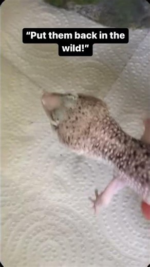 Putting my gecko “back into the wild” (it was bread)