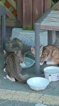 D47. The invading Big Black Cat and the wildcat Holaeng began to fight. However.. #cat fight