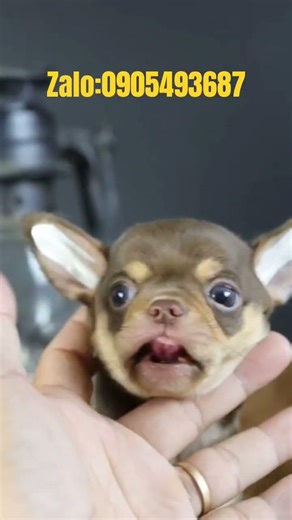 Chó Chihuahua Mini Vip màu Chocolate