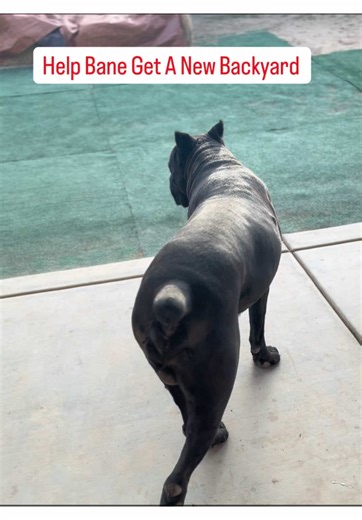 😭😭 #raisingbane | Cane Corso