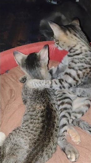 cat hugging 🤗 - funny cat video 🐾 #funny #cat #cute #hug #shorts #pets