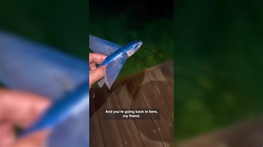 Craig David's attempt to rescue a fish goes horribly wrong