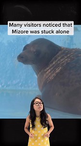 6.6K views · 180 reactions | Swim free, Mizore!!! #mizore #zoo #controversy #seal #justkeepthinking #biogirlmj | Just Keep Thinking | Facebook
