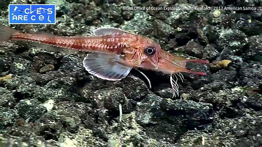 Sea Robins: ‘No Thanks, I’ll Walk’