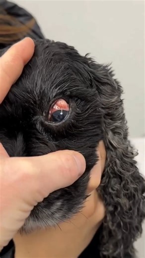 Global Veterinarians 🐾🩺 on Instagram: "Subconjunctival injection for the treatment of Autoimmune Episcleritis in dogs. . . . #vetsurgery #veterinary #pak__veterinary #azaanadeel #Drazaanadeel #petlovers #doglovers #dog #dogtreatment #canine #caninetreatment #pet #dogcare"