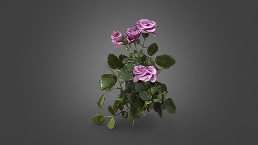 rose flower - Download Free 3D model by SCANIMATE.IO
