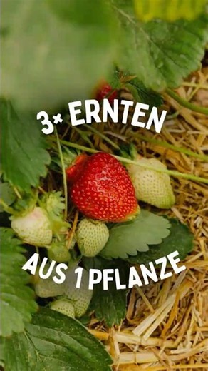 🍓 1 Pflanze = 3 Ernten? 👀