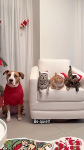 92K views · 5.3K reactions | My Pets Got A Special Present From Santa Claus!  | Ginger and Pepper | Facebook