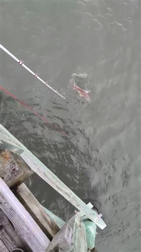 5.3K views · 46 reactions | Find yourself fishing alone drum fishing, drop the net then stand on the rope, net the fish, keep the net rope tight while the fish is in it back the drag off then set the rod down or in a rod holder if you got it. Here's one of the boys at the pier doing it. Can't see it all in the video but he did exactly like I explained | Elliott Estes | Facebook
