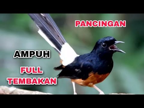 Masteran Murai Batu Full Isian | Suara Burung, Relaksasi Alam, Suara Kicau, Meditasi Alam