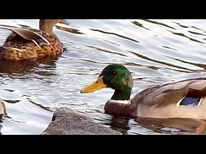 kodak pixpro az401 video test