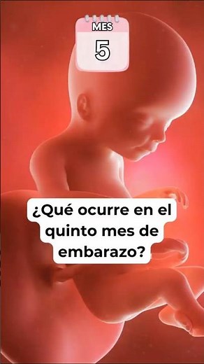 🤔 What happens in the fifth month of pregnancy? 🤰 Symptoms and baby development
