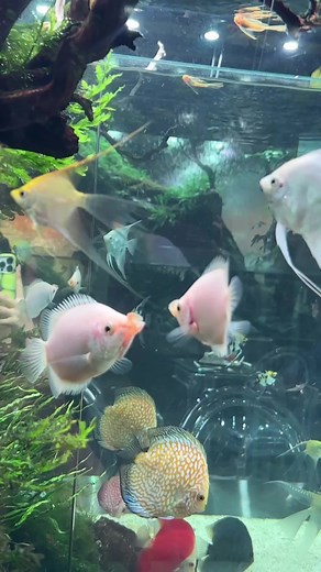 Kissing Gouramis 😚😚😄 📷Waterpuppys . #aquarium #fishing #aquascapeindonesia #fishtanks #aquariumhobbyist #aquascaping #reef #freshwateraquarium #akvaryumbaliklari #aquariums #aquariumfish #tropicalfish #aquariumlife #plantedaquariums #kesfetteyiz #photographie #freshwater #reeftank #bigfish #fishkeeping #cichlid #natureaquarium #bettafishtank #arowana #bettamalaysia #aquascaper #betta #bettaindonesia #koi #keşfet | AKVARYUM Bilgi Paylasim