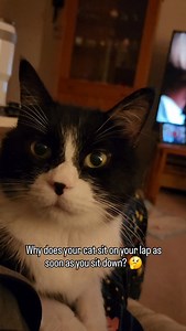 1K views · 637 reactions | Trust or dominance? 樂 Webby sits on Cat Dad a lot, and it's difficult to know fur sure, but it seems to be a combination of desire for warmth and affection. Plus, Cat Dad sits in Webby's chair almost every day. What about your cat? ❤️~Webby #webbyandmisty #tuxedofeatures #catmemes #memes #catfacts | Webster and Misty Cat | Facebook