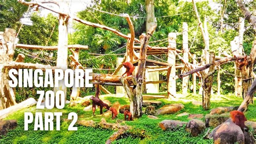 Singapore Zoo Walking Tour (Part 2)