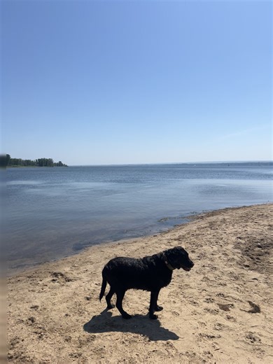 3 Black Dogs alone on the beach #mastador #blacklab #boerboel