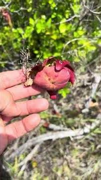 Wild Sarracenia leucophylla - White-top Pitcher Plant