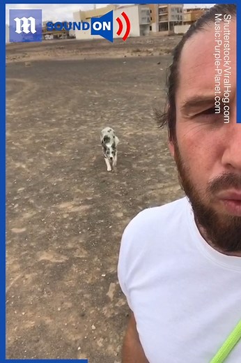 868K views · 77K reactions | This sneaky dog would win Squid Game   Via Shutterstock | Daily Mail Video | Facebook