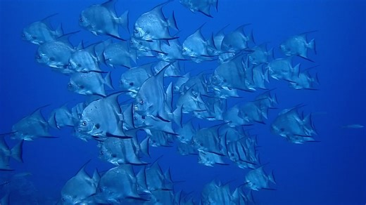 Atlantic Spadefish: Tips for Photography and Cooking