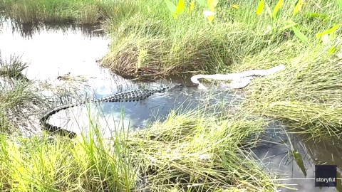 Alligator Does Its Part to Fight Python Invasion in Everglades
