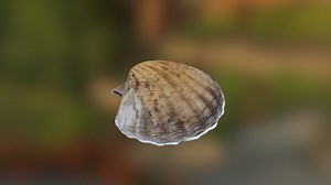 schelp - Download Free 3D model by matthijz98