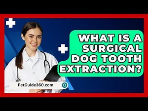 What Is A Surgical Dog Tooth Extraction? - PetGuide360.com