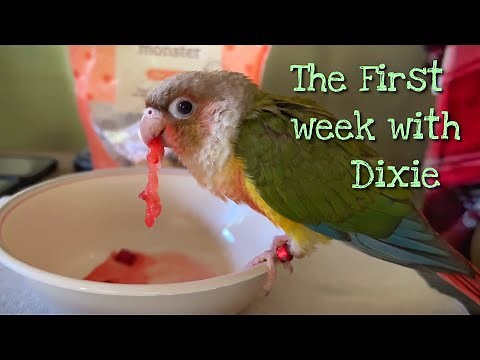 The first week with our 3 month old Pineapple Green Cheek Conure!