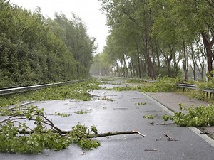 Storm Damage Cleanup Continues In Wheaton