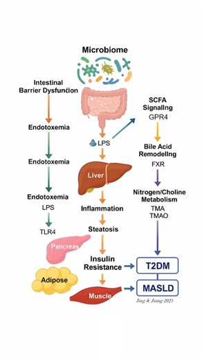 @biochemistry_nutrition_medlab on Instagram‎: "Mechanistic overview of gut microbiome-driven pathways linking T2DM & MASLD.🧬Type 2 diabetes mellitus (T2DM)& metabolic dysfunction;associated steatotic liver disease(MASLD)frequently coexist and share core pathophysiological features,including systemic & hepatic insulin resistance,low-grade inflammation,& disordered lipid trafficking.MASLD is a newly defined umbrella term that replaces the former “non-alcoholic fatty liver disease (NAFLD),” introd
