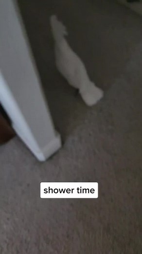 shower time #banditthecockatoo #parrotsoftiktok #talkingparrot #cockatoo #showertok #shower