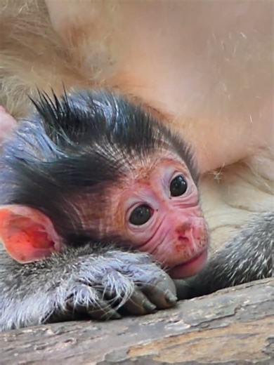 adorable and update newborn in wild 018 #newborn #monkey