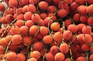 How to Care for Outside Areca Palms