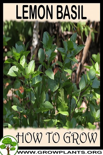 Lemon basil - How to grow & care