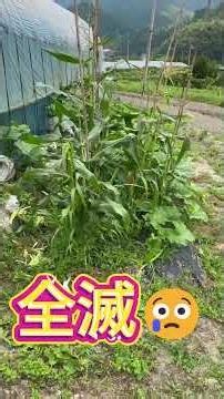 フォーチュン村👨‍🌾農業日記📔とうもろこし🌽ハクビシンの餌食においしかったやろーなー😅#自然栽培 #ハクビシン#トウモロコシ＃食品加工＃子ども食堂＃イベント＃お米づくり＃剪定＃乾田苗代#チェーン除草